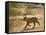 Bengal Tiger Hunting, Ranthambhore Np, Rajasthan, India-T.j. Rich-Framed Stretched Canvas