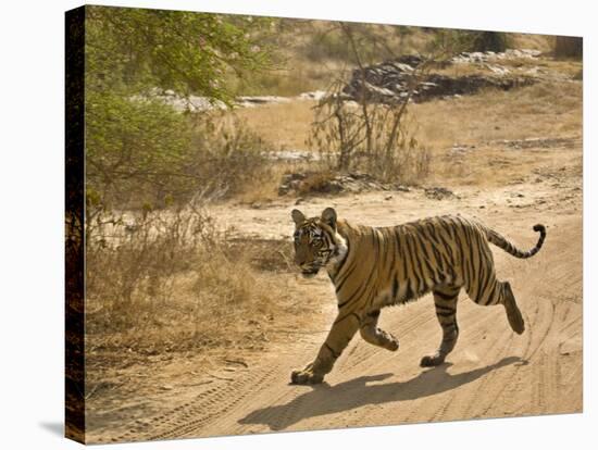 Bengal Tiger Hunting, Ranthambhore Np, Rajasthan, India-T.j. Rich-Stretched Canvas