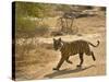 Bengal Tiger Hunting, Ranthambhore Np, Rajasthan, India-T.j. Rich-Stretched Canvas