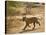 Bengal Tiger Hunting, Ranthambhore Np, Rajasthan, India-T.j. Rich-Stretched Canvas