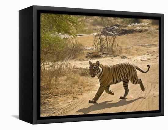 Bengal Tiger Hunting, Ranthambhore Np, Rajasthan, India-T.j. Rich-Framed Stretched Canvas