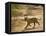 Bengal Tiger Hunting, Ranthambhore Np, Rajasthan, India-T.j. Rich-Framed Stretched Canvas