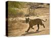 Bengal Tiger Hunting, Ranthambhore Np, Rajasthan, India-T.j. Rich-Stretched Canvas