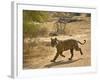 Bengal Tiger Hunting, Ranthambhore Np, Rajasthan, India-T.j. Rich-Framed Photographic Print