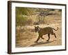 Bengal Tiger Hunting, Ranthambhore Np, Rajasthan, India-T.j. Rich-Framed Photographic Print