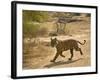 Bengal Tiger Hunting, Ranthambhore Np, Rajasthan, India-T.j. Rich-Framed Photographic Print