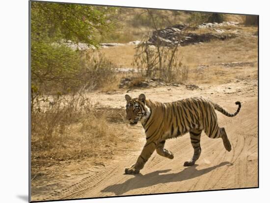 Bengal Tiger Hunting, Ranthambhore Np, Rajasthan, India-T.j. Rich-Mounted Photographic Print