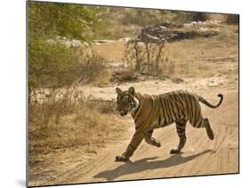 Bengal Tiger Hunting, Ranthambhore Np, Rajasthan, India-T.j. Rich-Mounted Photographic Print