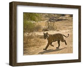 Bengal Tiger Hunting, Ranthambhore Np, Rajasthan, India-T.j. Rich-Framed Photographic Print