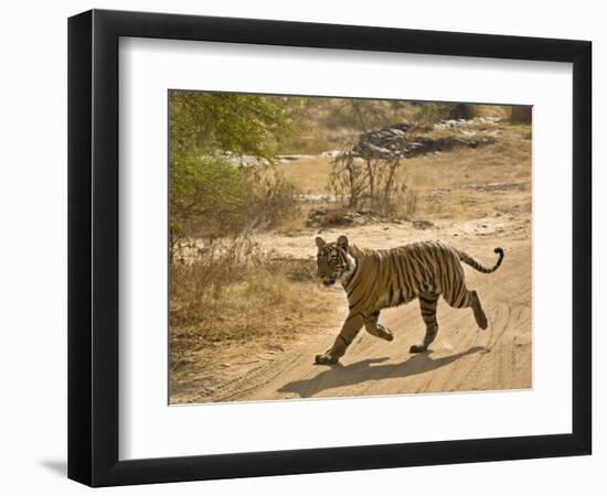 Bengal Tiger Hunting, Ranthambhore Np, Rajasthan, India-T.j. Rich-Framed Photographic Print