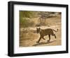 Bengal Tiger Hunting, Ranthambhore Np, Rajasthan, India-T.j. Rich-Framed Photographic Print