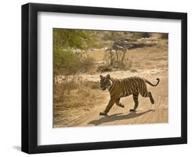 Bengal Tiger Hunting, Ranthambhore Np, Rajasthan, India-T.j. Rich-Framed Photographic Print