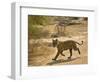 Bengal Tiger Hunting, Ranthambhore Np, Rajasthan, India-T.j. Rich-Framed Photographic Print