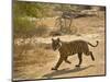 Bengal Tiger Hunting, Ranthambhore Np, Rajasthan, India-T.j. Rich-Mounted Photographic Print