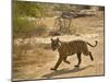 Bengal Tiger Hunting, Ranthambhore Np, Rajasthan, India-T.j. Rich-Mounted Photographic Print