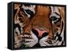 Bengal Tiger in Bandhavgarh National Park, India-Dee Ann Pederson-Framed Stretched Canvas