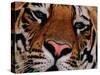 Bengal Tiger in Bandhavgarh National Park, India-Dee Ann Pederson-Stretched Canvas