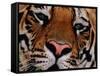 Bengal Tiger in Bandhavgarh National Park, India-Dee Ann Pederson-Framed Stretched Canvas