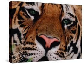 Bengal Tiger in Bandhavgarh National Park, India-Dee Ann Pederson-Stretched Canvas