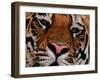 Bengal Tiger in Bandhavgarh National Park, India-Dee Ann Pederson-Framed Photographic Print