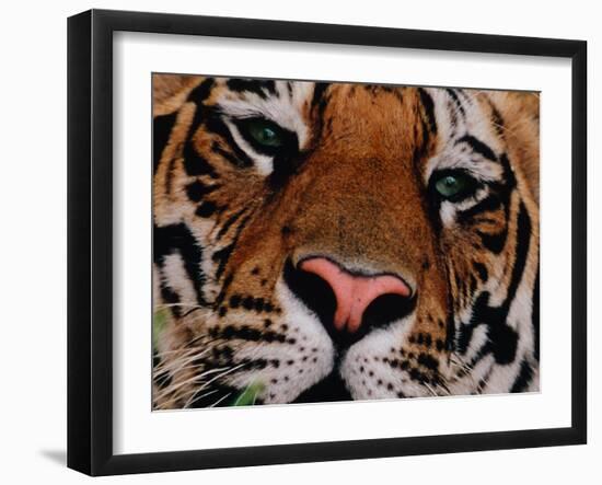 Bengal Tiger in Bandhavgarh National Park, India-Dee Ann Pederson-Framed Photographic Print