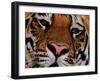 Bengal Tiger in Bandhavgarh National Park, India-Dee Ann Pederson-Framed Photographic Print