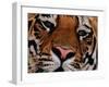 Bengal Tiger in Bandhavgarh National Park, India-Dee Ann Pederson-Framed Photographic Print