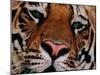 Bengal Tiger in Bandhavgarh National Park, India-Dee Ann Pederson-Mounted Photographic Print