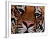 Bengal Tiger in Bandhavgarh National Park, India-Dee Ann Pederson-Framed Photographic Print