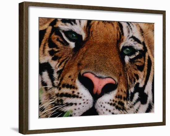 Bengal Tiger in Bandhavgarh National Park, India-Dee Ann Pederson-Framed Photographic Print