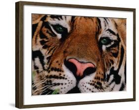 Bengal Tiger in Bandhavgarh National Park, India-Dee Ann Pederson-Framed Photographic Print