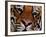 Bengal Tiger in Bandhavgarh National Park, India-Dee Ann Pederson-Framed Photographic Print