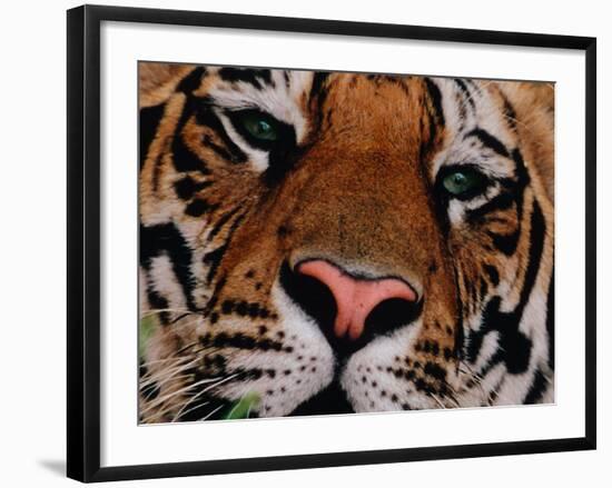 Bengal Tiger in Bandhavgarh National Park, India-Dee Ann Pederson-Framed Photographic Print