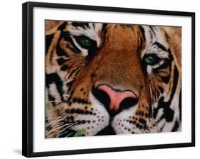 Bengal Tiger in Bandhavgarh National Park, India-Dee Ann Pederson-Framed Photographic Print