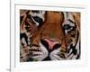 Bengal Tiger in Bandhavgarh National Park, India-Dee Ann Pederson-Framed Photographic Print