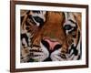 Bengal Tiger in Bandhavgarh National Park, India-Dee Ann Pederson-Framed Photographic Print