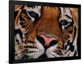 Bengal Tiger in Bandhavgarh National Park, India-Dee Ann Pederson-Framed Photographic Print