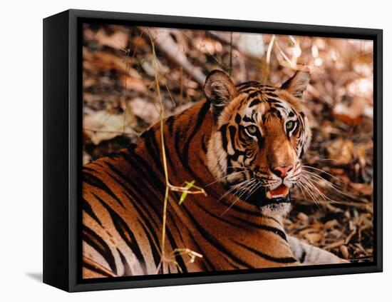 Bengal Tiger in Bandhavgarh National Park, India-Dee Ann Pederson-Framed Stretched Canvas