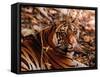 Bengal Tiger in Bandhavgarh National Park, India-Dee Ann Pederson-Framed Stretched Canvas