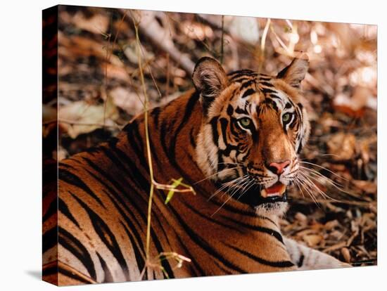 Bengal Tiger in Bandhavgarh National Park, India-Dee Ann Pederson-Stretched Canvas