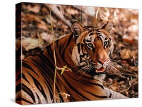 Bengal Tiger in Bandhavgarh National Park, India-Dee Ann Pederson-Stretched Canvas