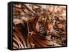 Bengal Tiger in Bandhavgarh National Park, India-Dee Ann Pederson-Framed Stretched Canvas