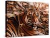 Bengal Tiger in Bandhavgarh National Park, India-Dee Ann Pederson-Stretched Canvas