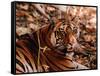 Bengal Tiger in Bandhavgarh National Park, India-Dee Ann Pederson-Framed Stretched Canvas