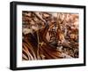 Bengal Tiger in Bandhavgarh National Park, India-Dee Ann Pederson-Framed Photographic Print