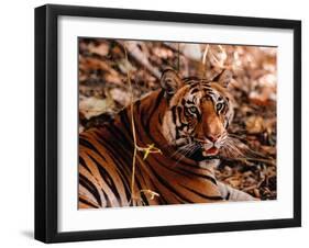 Bengal Tiger in Bandhavgarh National Park, India-Dee Ann Pederson-Framed Photographic Print