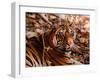 Bengal Tiger in Bandhavgarh National Park, India-Dee Ann Pederson-Framed Photographic Print