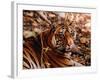 Bengal Tiger in Bandhavgarh National Park, India-Dee Ann Pederson-Framed Photographic Print