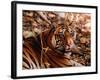 Bengal Tiger in Bandhavgarh National Park, India-Dee Ann Pederson-Framed Photographic Print