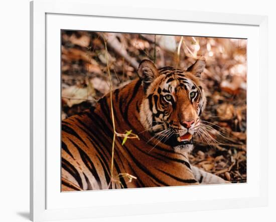 Bengal Tiger in Bandhavgarh National Park, India-Dee Ann Pederson-Framed Photographic Print